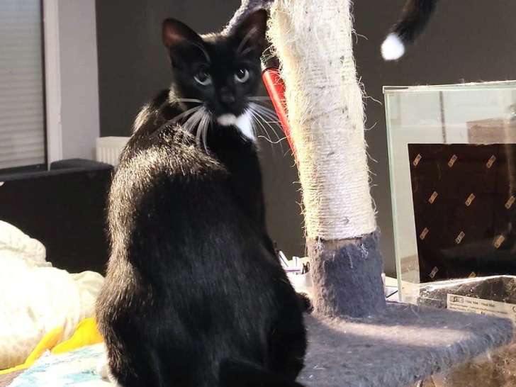 Chatte adulte à adopter