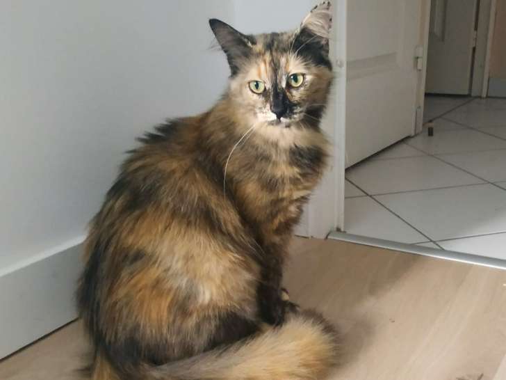 À adopter : chatte de 2 ans