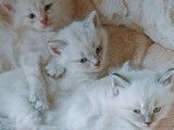 Chaton Sibérien neva à vendre