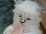 Chaton Sibérien neva à vendre