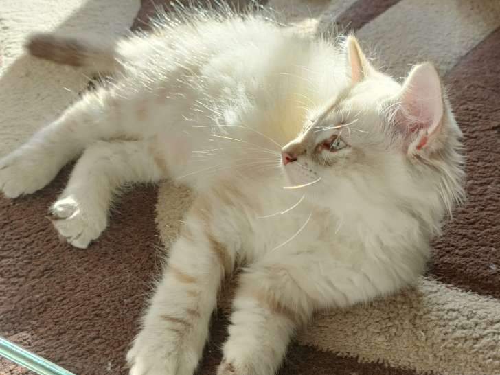Chaton Sibérien neva à vendre