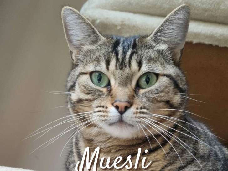 Chatte adulte en attente d'adoption