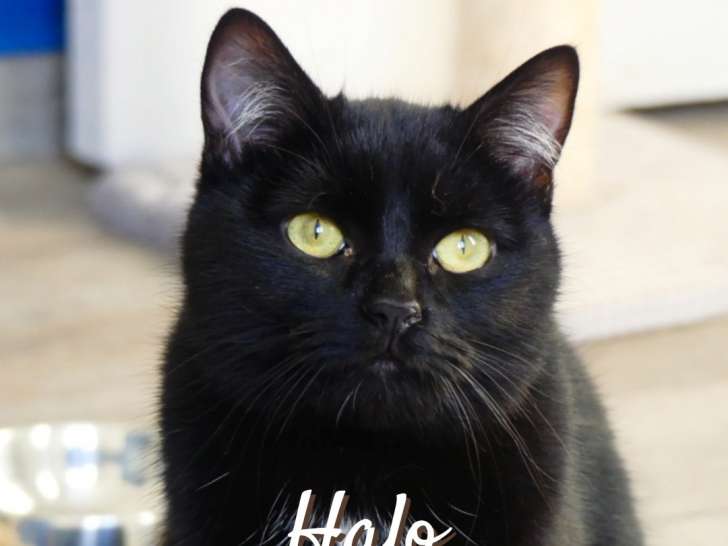 Chatte de 2 ans en quête d'une famille