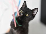 À adopter, chaton mâle au pelage noir