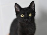 À adopter, chaton mâle au pelage noir