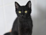À adopter, chaton mâle au pelage noir