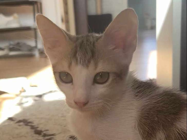 Disponible à l'adoption, chaton mâle tigré blanc