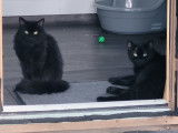 En attente d'adoption, chat adulte
