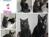 En attente d'adoption, chatte adulte