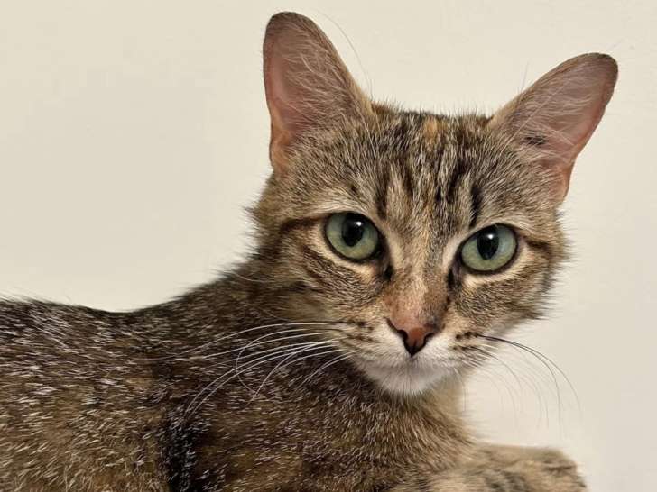 À la recherche d’une famille : chatte tigrée