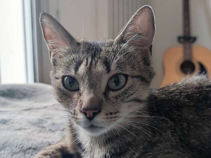 À adopter, chatte d’un an