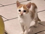 En attente d'adoption, chaton mâle de 4 mois