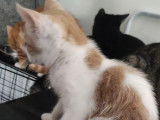 En attente d'adoption, chaton mâle de 4 mois