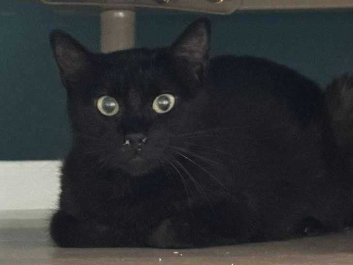 À la recherche d’un foyer, chatte de couleur noire