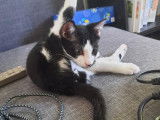 Chaton mâle noir et blanc à adopter