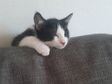 Chaton mâle noir et blanc à adopter