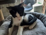 Chaton mâle noir et blanc à adopter