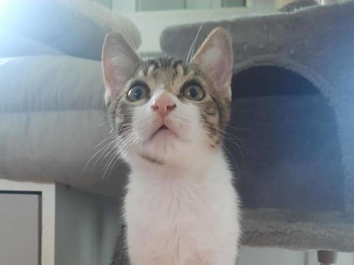 Chaton mâle de 4 mois disponible à l'adoption