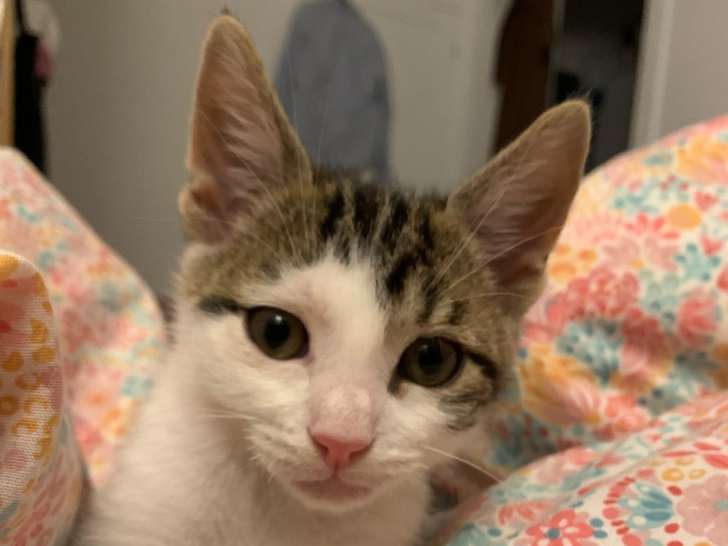 Chaton mâle tigré blanc en attente d'adoption