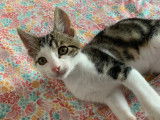 Chaton mâle tigré blanc en attente d'adoption