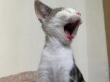 Chaton mâle tigré blanc en attente d'adoption