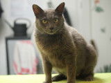 À adopter : chatte grise