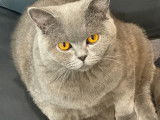 Mâle British Shorthair disponible pour saillie