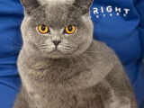 Mâle British Shorthair disponible pour saillie