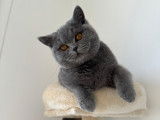 Mâle British Shorthair disponible pour saillie