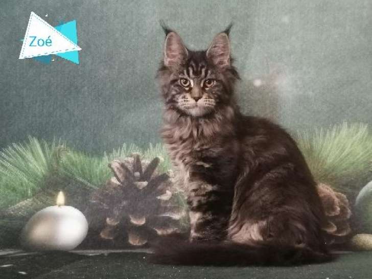 Mâles et femelles Maine Coon à vendre