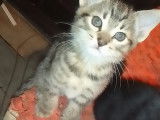 Chatons à vendre