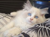 Chatons Ragdoll LOOF &agrave; vendre