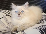 Chatons Ragdoll LOOF &agrave; vendre