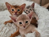 Chatons Abyssin LOOF &agrave; vendre