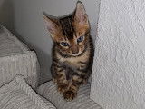 Chaton de race Bengal mâle à vendre