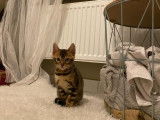 Chaton de race Bengal mâle à vendre