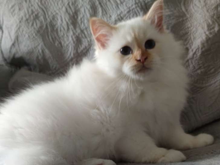 Magnifiques chatons Sacré de Birmanie LOOF à vendre