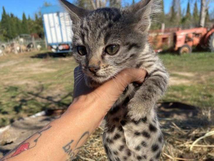 1 chaton mâle Bengal non LOOF bringés disponible à la réservation
