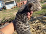 1 chaton mâle Bengal non LOOF bringés disponible à la réservation