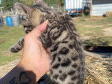 1 chaton mâle Bengal non LOOF bringés disponible à la réservation