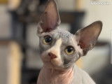 Chatons Sphynx LOOF 1200 euros
