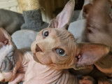 Chatons Sphynx LOOF 1200 euros