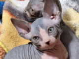 Chatons Sphynx LOOF 1200 euros
