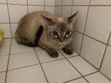 Disponible à l'adoption : chat de 5 ans