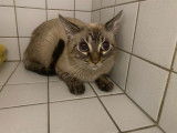 Disponible à l'adoption : chat de 5 ans