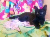 En attente d'adoption : chatonne au pelage noir
