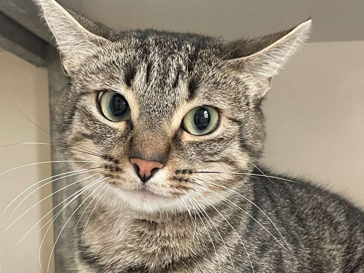 Disponible à l'adoption, chatte de 2 ans
