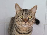 À la recherche d’une famille : chat tigré gris