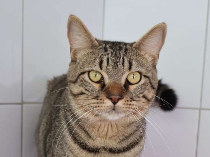 À la recherche d’une famille : chat tigré gris