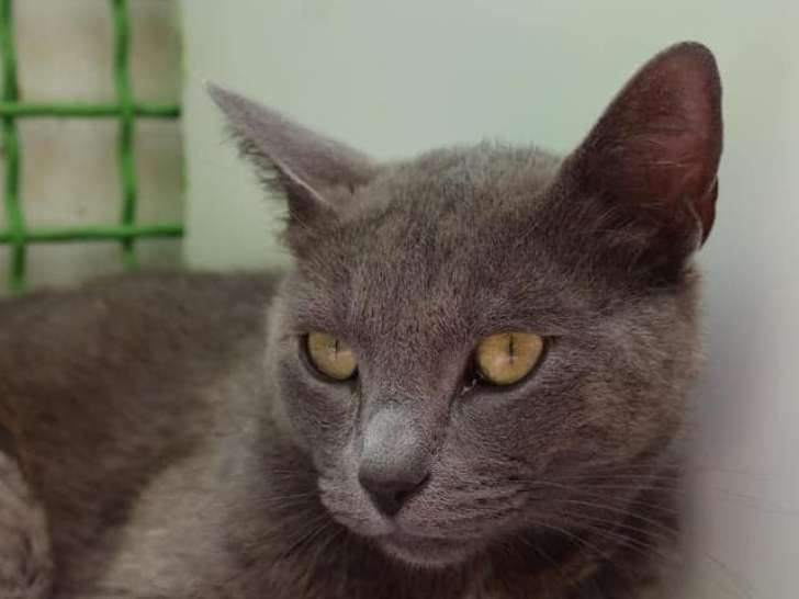 Chat d'un an disponible à l'adoption